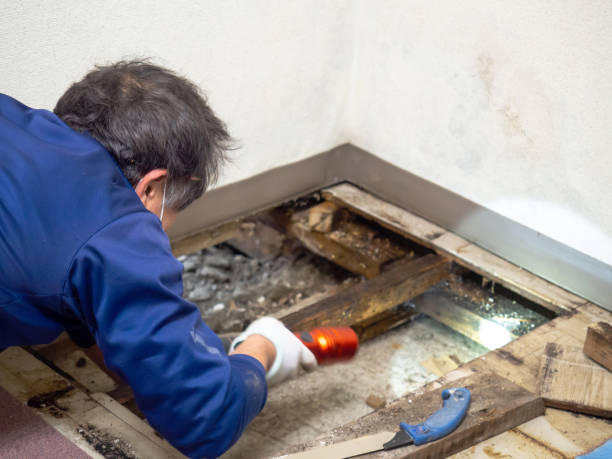 Best Home Mold Removal  in Edina, MO