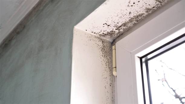 Mold Removal Process in Edina, MO