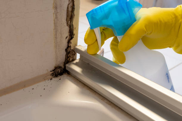 Best Residential Mold Removal  in Edina, MO