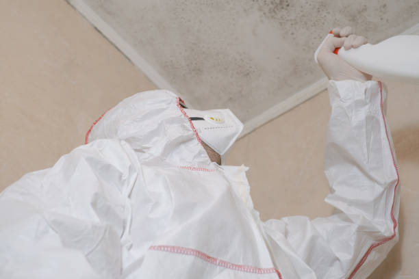 Reliable Edina, MO Mold Removal Solutions