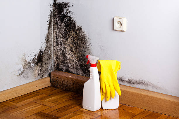 Best Residential Mold Removal  in Edina, MO
